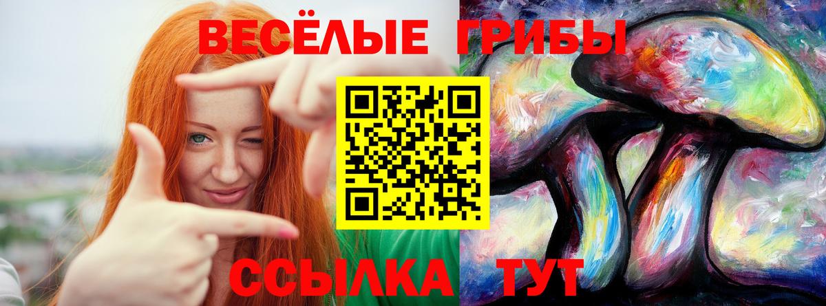 Псилоцибиновые грибы Psilocybine cubensis Березники